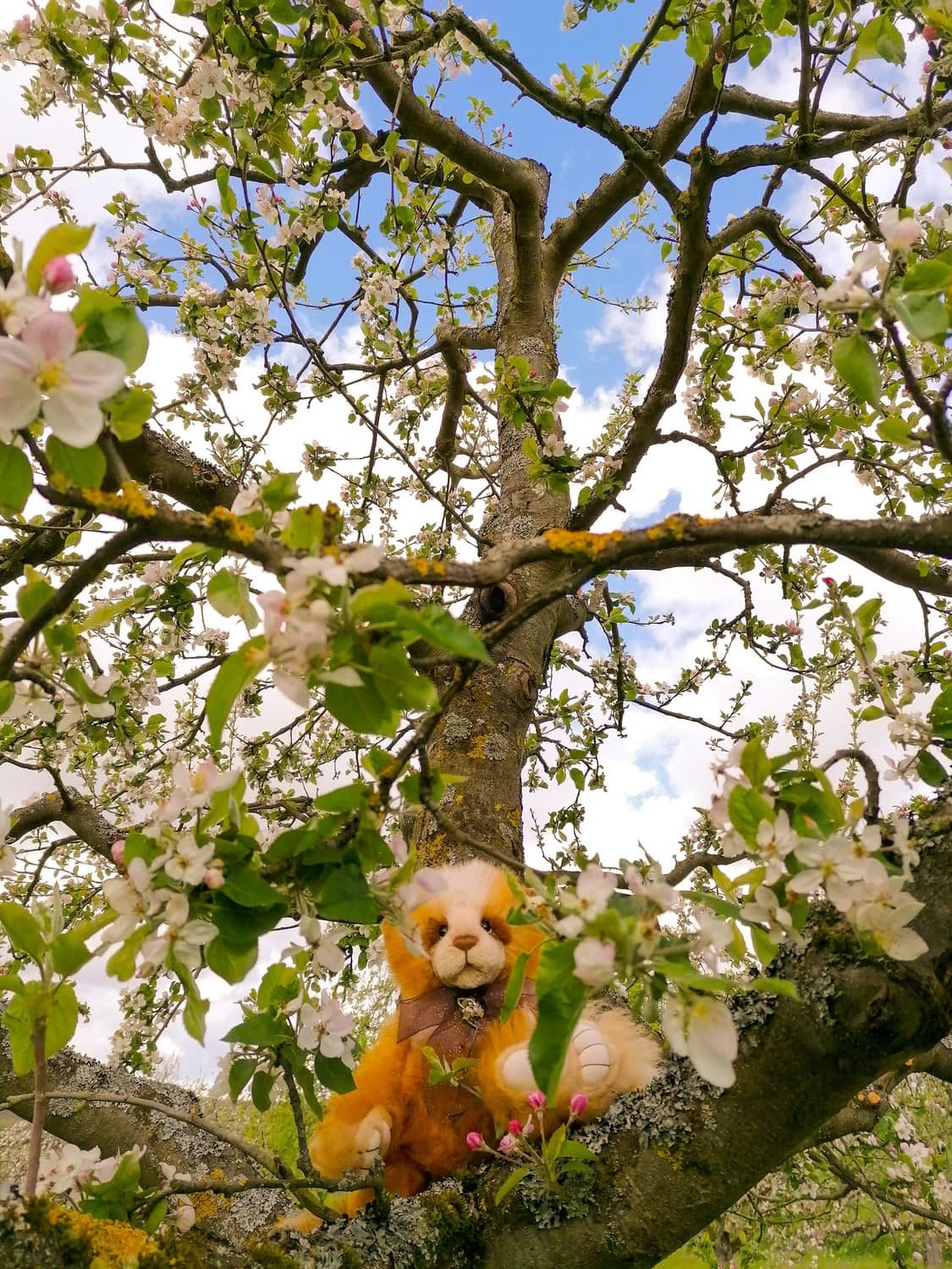 In der Natur zu Hause üBÄRglücklich