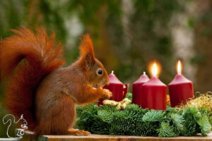 eichhoernchen-2-advent-meditationen-2-advent-eichhoernchen-1920.jpg